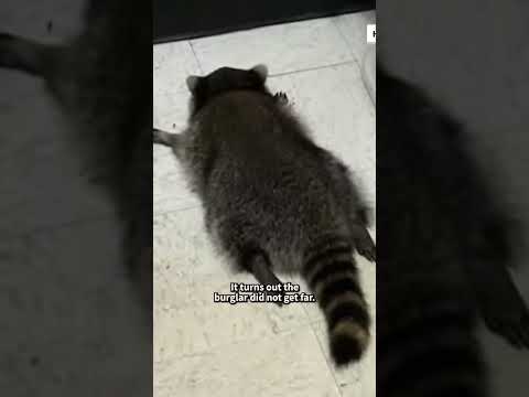 Raccoon Goes On Drunken Rampage After Breaking Into Liquor Store