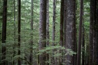 Rural Southwest Washington counties take multimillion-dollar tax hit from policy limiting loggable land by streams