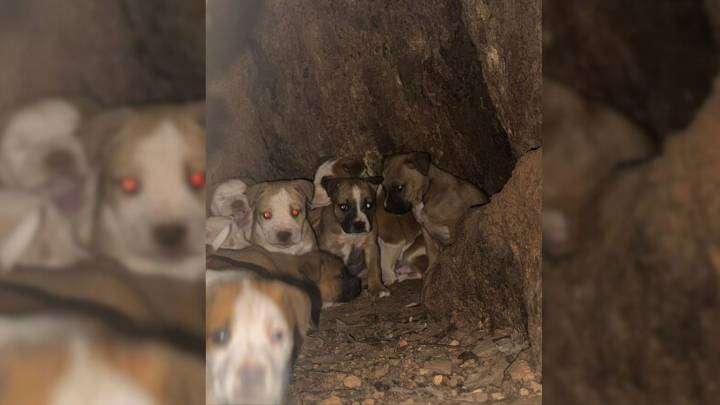 Missouri Resident Notices Tiny Shapes In A Tree And What They Discover Is Unbelievable
