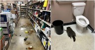 Virginia Liquor Store Finds Drunken Raccoon Passed Out in Bathroom