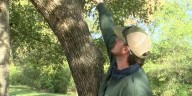 East Texas tree experts give tips on winter yard work