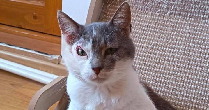 Cat with permanent 'suspicious' look on his face desperate for new home