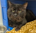 Cleveland APL waives adoption fees for adult pets