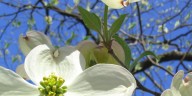 Dogwood Arts has last-minute dogwood trees for sale