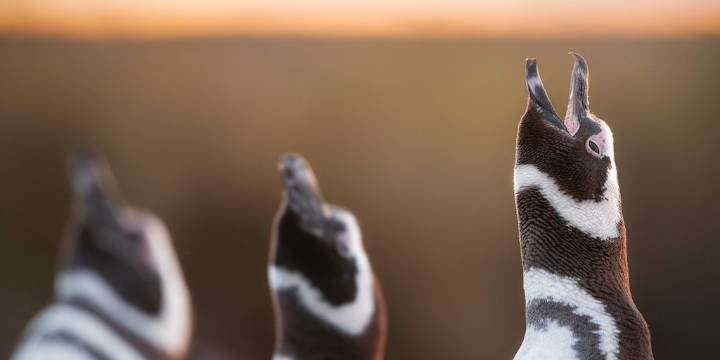 Dónde ver el streaming del CONICET que muestra el ciclo reproductivo de las aves marinas en la Patagonia Azul