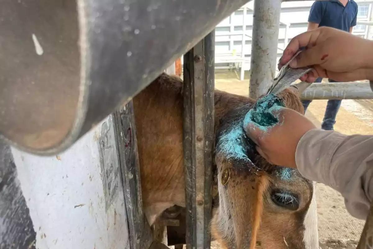 Rabia bovina y gusano barrenador golpean al sector ganadero en Atasta