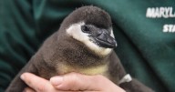 8 critically endangered African penguin chicks born at Maryland Zoo