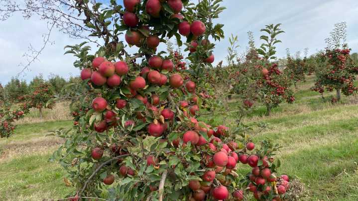 Dakota Gardener: Apple tree identification