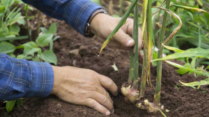 The Planting Tip That Can Help Your Ginger Plant Grow Faster