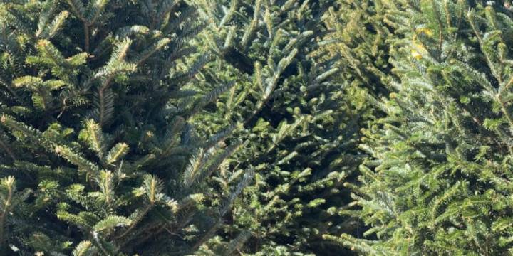 Real Christmas trees see boost as tariffs raise artificial tree prices