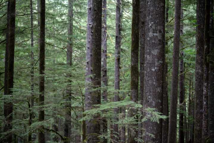 Rural Southwest Washington counties take multimillion-dollar tax hit from policy limiting loggable land by streams