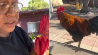 ¿Algún consejo para un «gallo roto» ? Pipiripao no quiere comer: está triste por «la maribel»