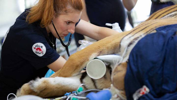 Cierre del zoológico de Luján: Buscan reubicar a felinos y osos en santuarios especializados