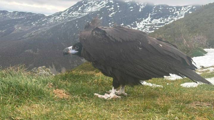 LIberado en Os Ancares un buitre negro rescatado durante el San Froilán