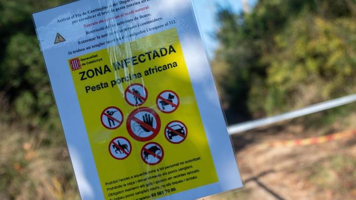 Todo sobre la peste porcina en Cataluña: qué se sabe, cómo avanza, la zona afectada y los municipios con restricciones