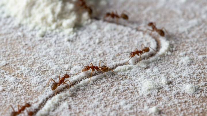 Ni bicarbonato, ni veneno: cómo eliminar las hormigas rojas de tu casa con harina