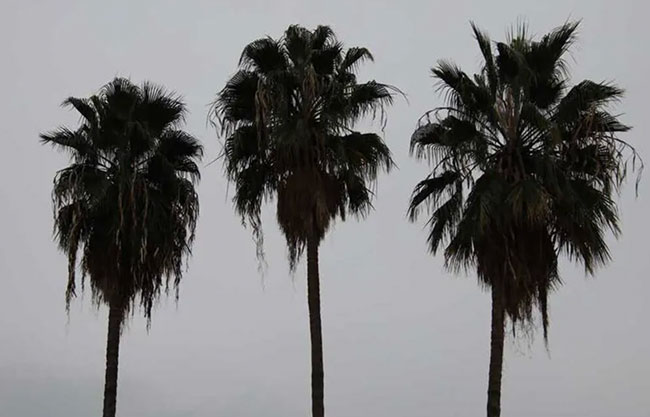 SMN advierte llegada de aire polar a Coahuila y Durango; conoce el pronóstico de este martes