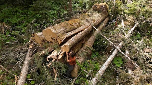 Why was 'incredible' giant cedar cut down, despite B.C.'s big