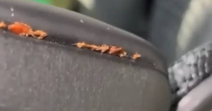 Bedbugs discovered inside classroom at Bradley Central