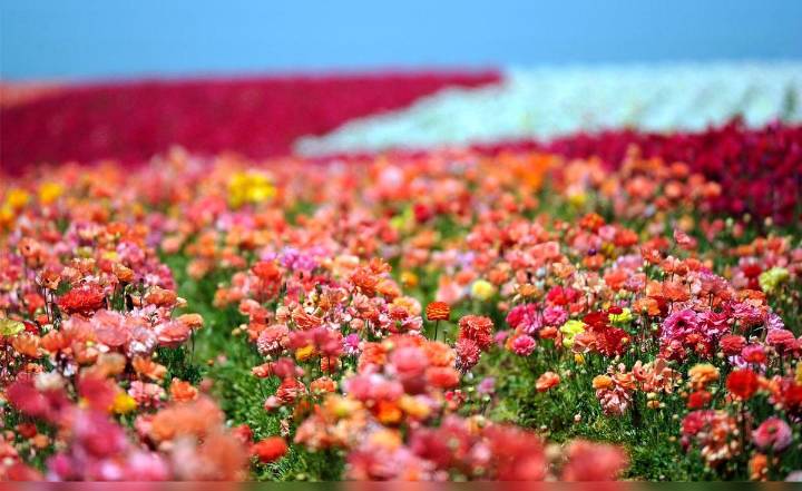 Soñar con flores de colores: ¿qué significa según su color?