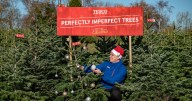 Two Scottish Tesco stores to give away free Christmas trees this weekend