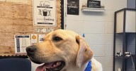 Spring Mills High School raises funds for Jet the therapy dog’s surgery