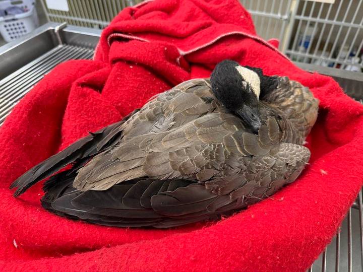 Avian flu: How do veterinarians and wildlife rescues fit into the picture?