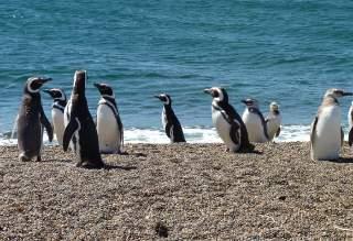 Poblaciones enteras de pingüinos africanos han disminuido 95% en solo ocho años