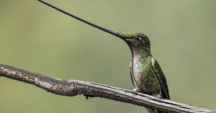 Mutualism: When organisms need each other to thrive