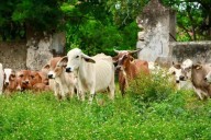 YUCATÁN | Supera el estado las 1,100 infestaciones de gusano barrenador; Mérida encabeza cifra de nuevos casos, le sigue Tizimín