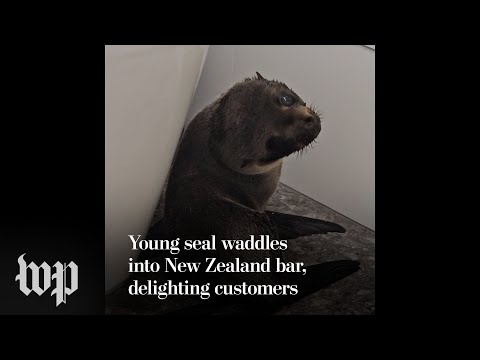 Baby seal waddles into New Zealand bar, delighting customers