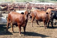 Piden no alargar cierre al ganado del sur