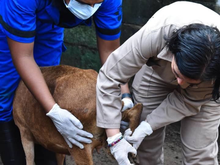 CNOG y Gobierno de México refuerzan acciones contra el gusano barrenador del ganado