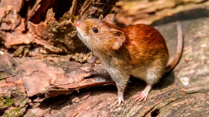 Hantavirus: alertan un fuerte aumento de casos y una región concentra el 70% de los contagios