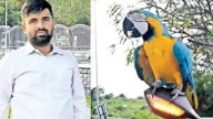 Bengaluru Man, Attempting To Rescue Pet Parrot Worth Rs 2.5 Lakh, Dies Of Electrocution
