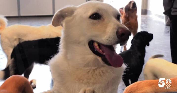 Colorado Gives Day: High demand for service dogs leaves Colorado Springs families waiting for help