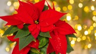 Forget Poinsettias: This Long-Blooming Flower Brings A Splash Of Color Year After Year