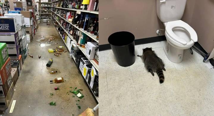 Raccoon raids Virginia liquor store, passes out drunk in bathroom
