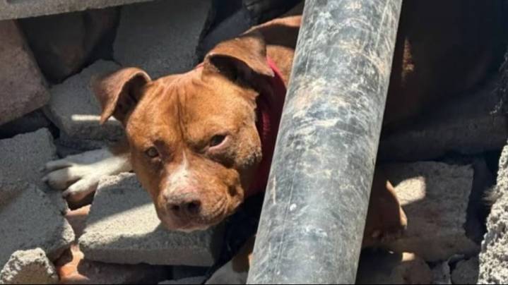 Tres pitbulls se soltaron, atacaron a un nene y lo dejaron en grave estado