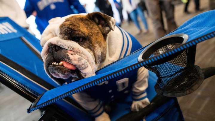 Griff II, Drake University's live mascot, retiring next year