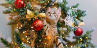 El repelente casero más seguro para evitar que tu gato se trepe al árbol de Navidad