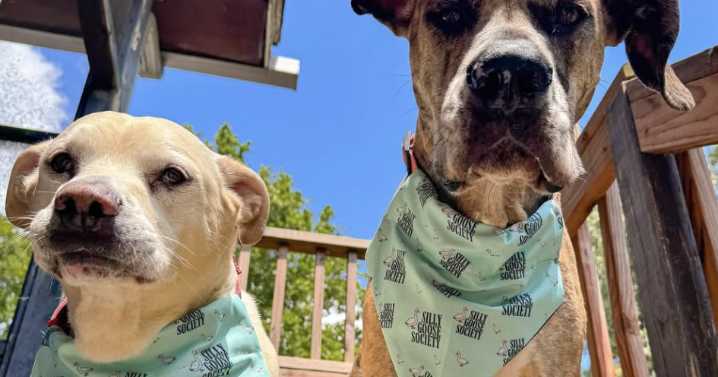 Made in St. Louis: Her designs have human and canine fans