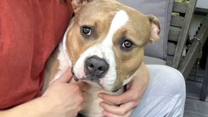 Maryland Dog Once On The Euthanasia List Dreams Of A Family To Call His Own
