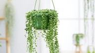 Plantas colgantes: las más fáciles de cuidar y cómo lucirlas en casa