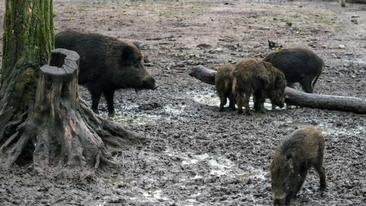 El Gobierno investiga si el brote de peste porcina detectado en Collserola salió de un laboratorio