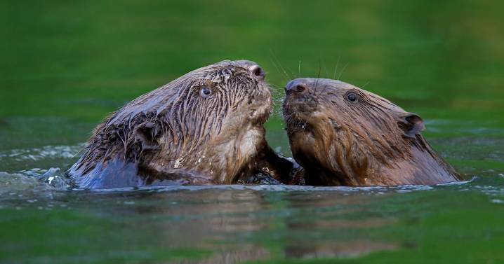 New Monogamy Ranking Shows How Humans Stack Up Against Other Species