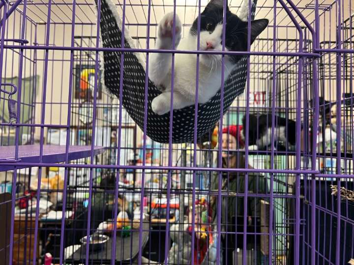 Saugerties Animal Shelter seeks participants for cold plunge fundraiser