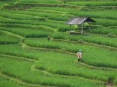 China debuts new AI model for high-standard farmland protection