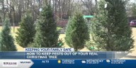 Tips from ETX expert on how to keep your house pest free with a live Christmas tree