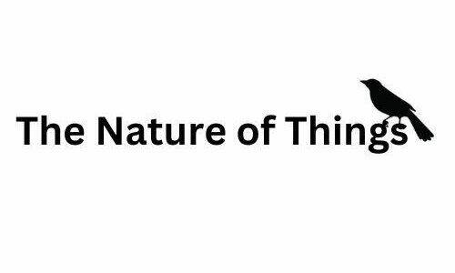 From bunkhouse to studio: A cabin’s island journey